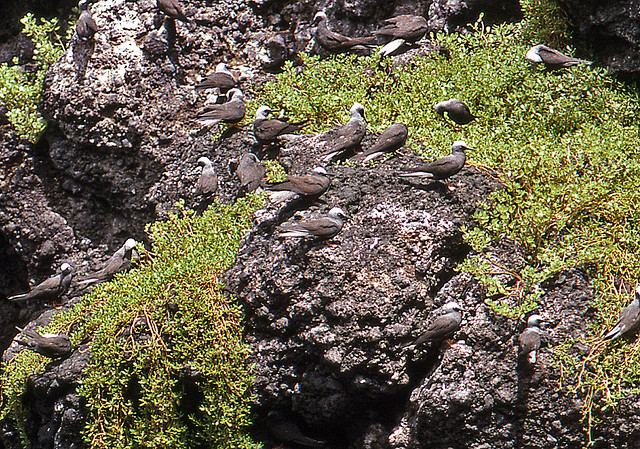 Photo (13): Brown Noddy