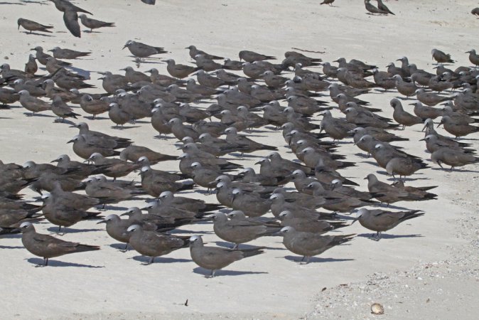 Photo (5): Brown Noddy