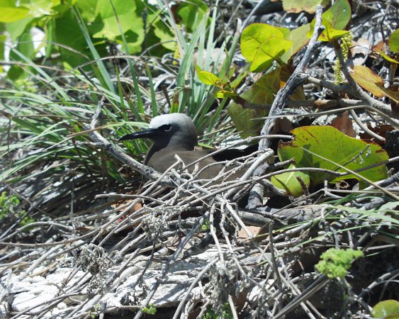 Photo (8): Brown Noddy
