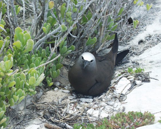 Photo (16): Brown Noddy