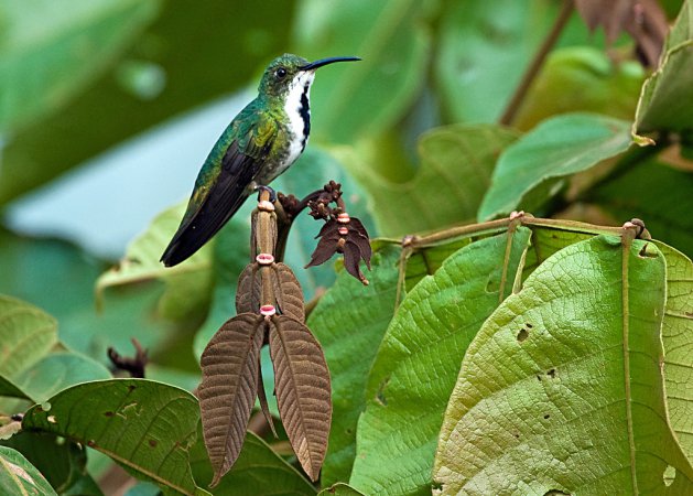 Photo (4): Green-breasted Mango