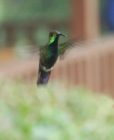 Photo (10): Green-breasted Mango