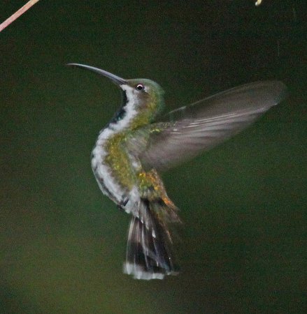 Photo (11): Green-breasted Mango