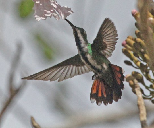 Photo (6): Green-breasted Mango