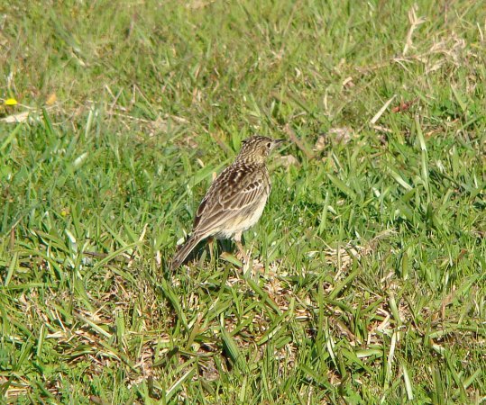 Photo (3): Yellowish Pipit