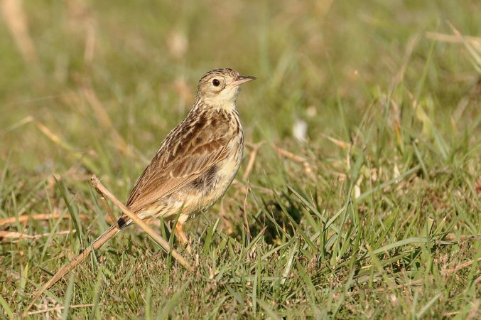 Photo (8): Yellowish Pipit