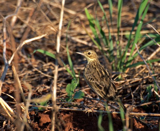 Photo (2): Yellowish Pipit