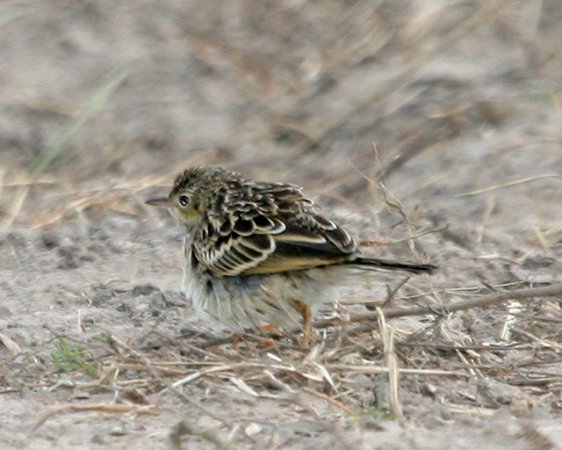 Photo (1): Yellowish Pipit