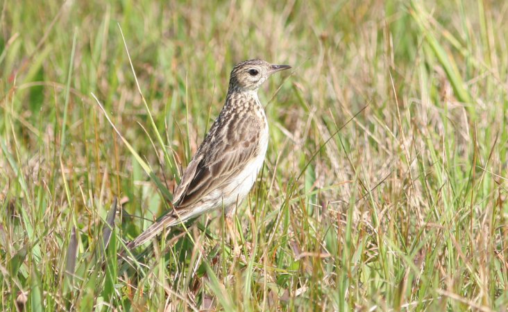 Photo (5): Yellowish Pipit