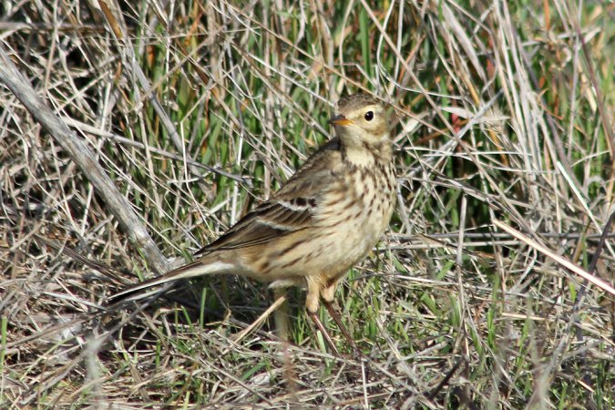 Photo (4): American Pipit