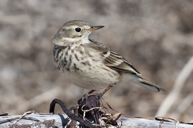 Photo (1): American Pipit