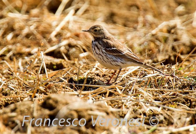 Photo (9): American Pipit