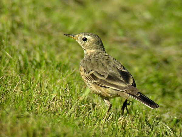 Photo (5): American Pipit