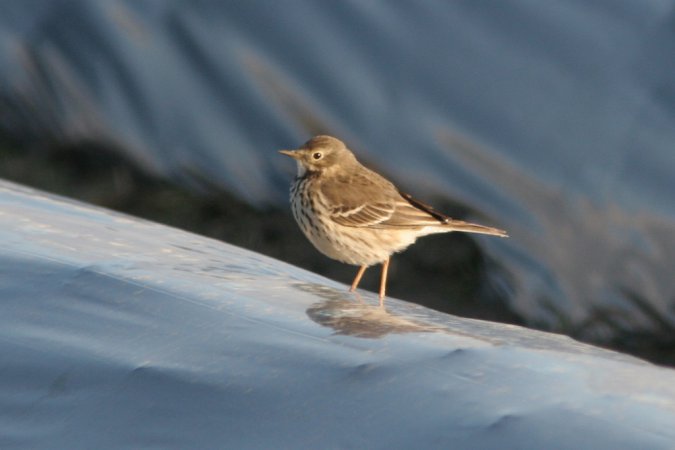 Photo (8): American Pipit