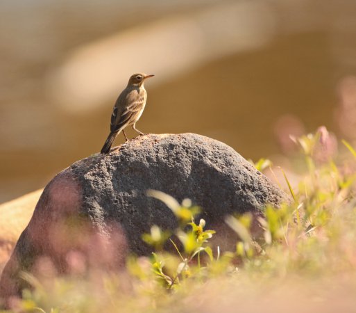 Photo (6): American Pipit