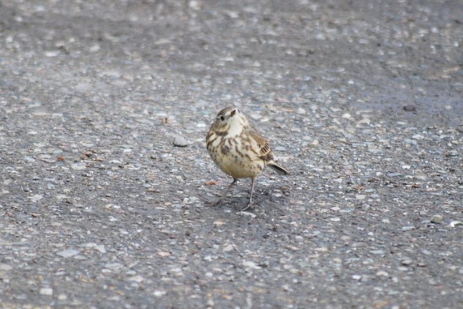 Photo (16): American Pipit