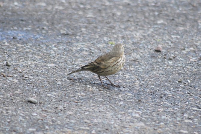 Photo (12): American Pipit