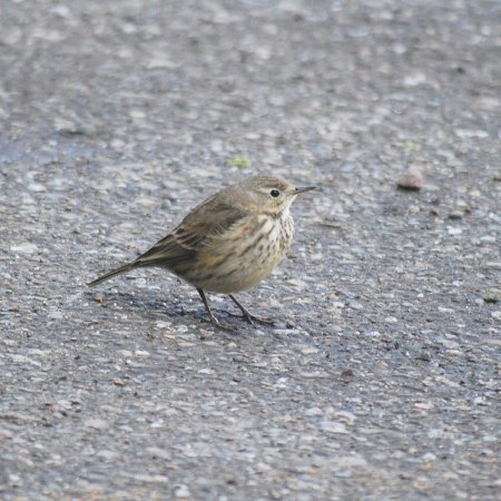 Photo (10): American Pipit