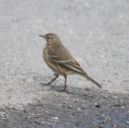 Photo (18): American Pipit