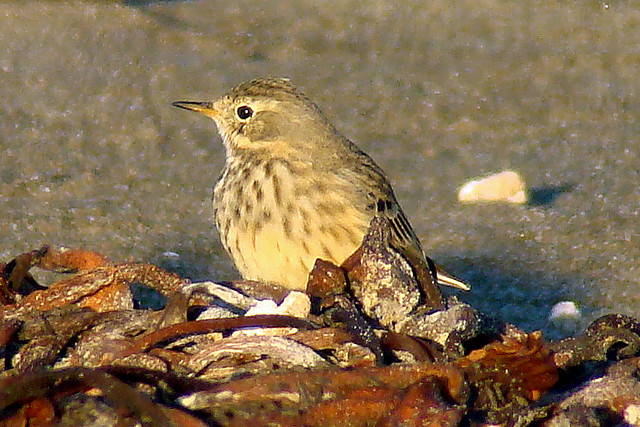 Photo (21): American Pipit