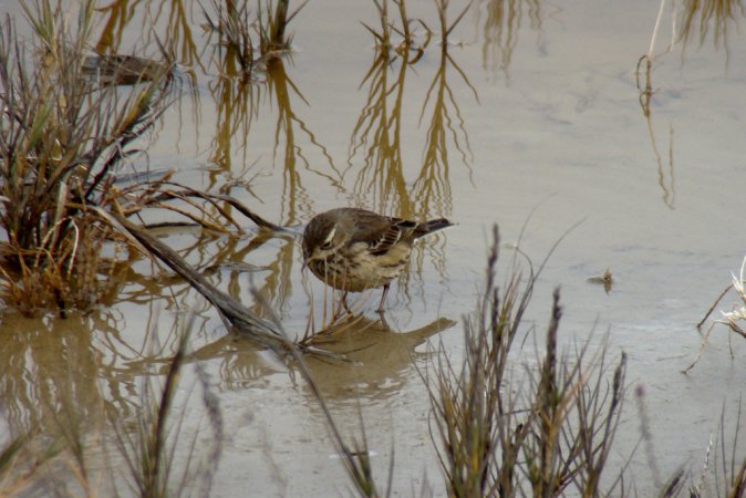 Photo (13): American Pipit