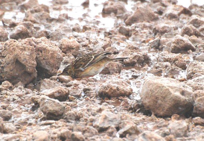 Photo (6): Sprague's Pipit