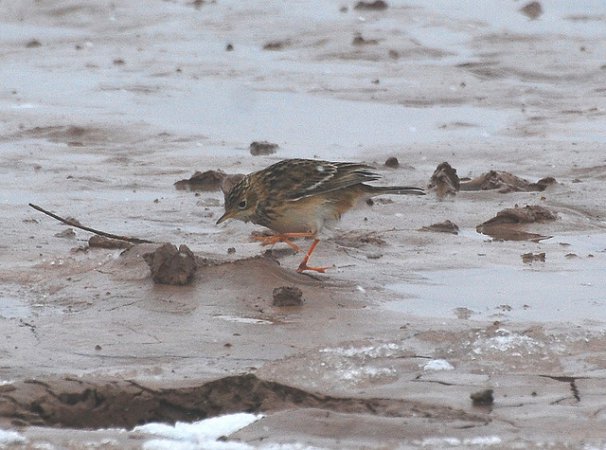 Photo (5): Sprague's Pipit