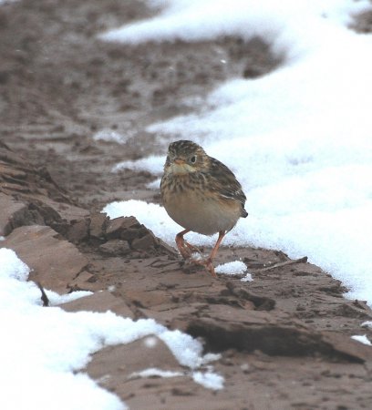 Photo (4): Sprague's Pipit
