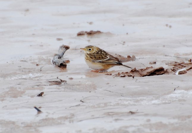 Photo (2): Sprague's Pipit