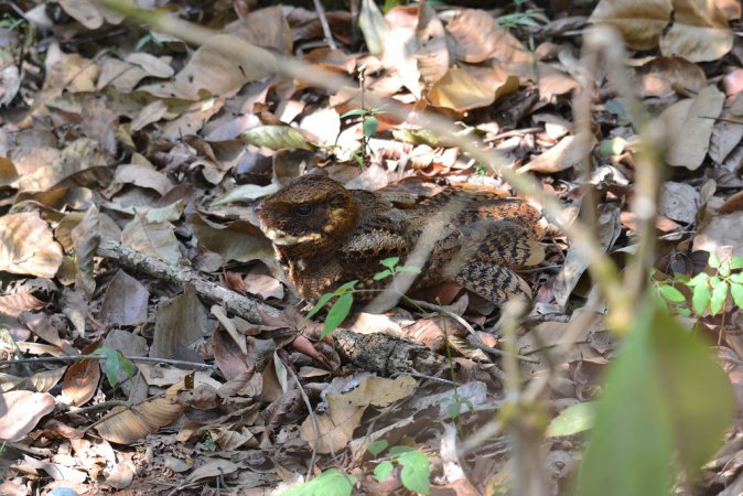 Photo (1): Rufous Nightjar