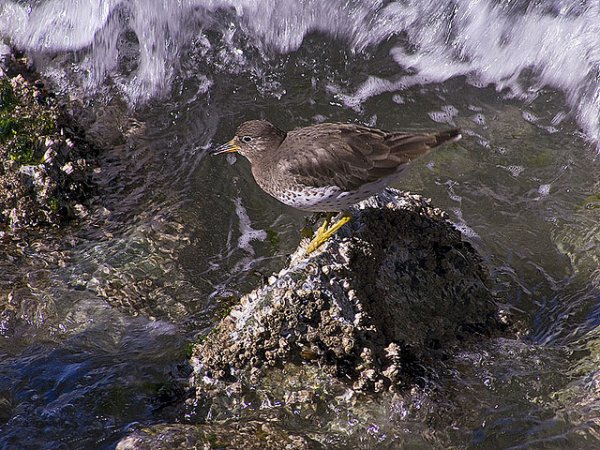 Photo (4): Surfbird