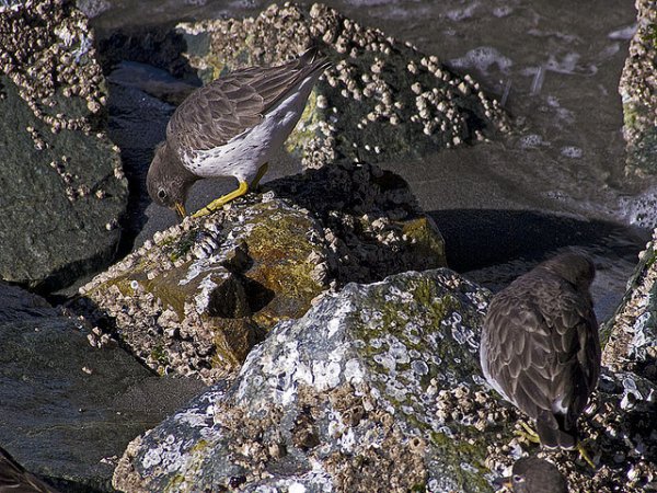 Photo (8): Surfbird