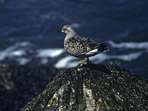 Photo (7): Surfbird