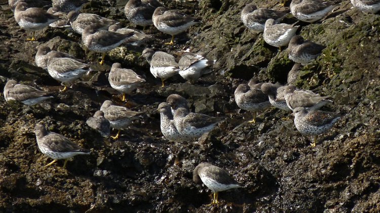 Photo (11): Surfbird