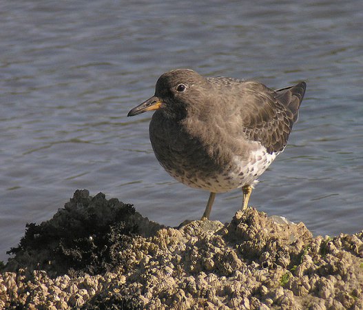Photo (9): Surfbird