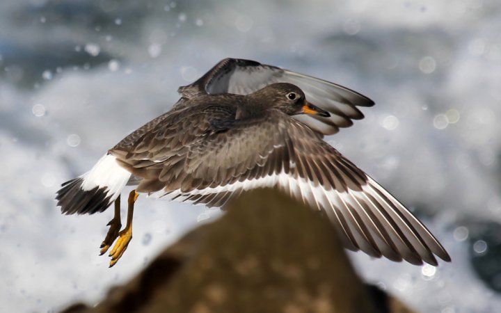 Photo (6): Surfbird