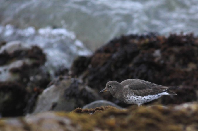 Photo (13): Surfbird