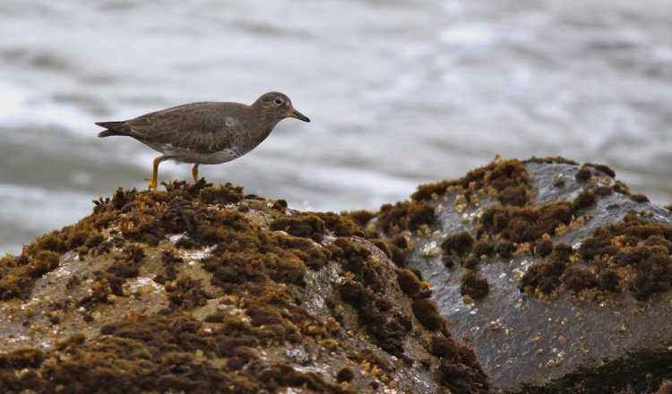 Photo (12): Surfbird