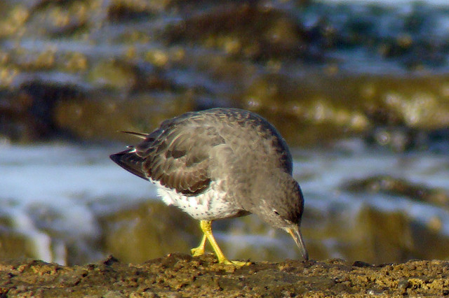 Photo (16): Surfbird