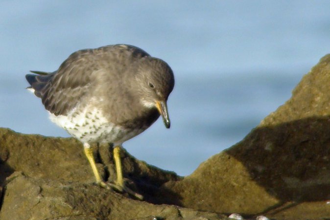 Photo (14): Surfbird