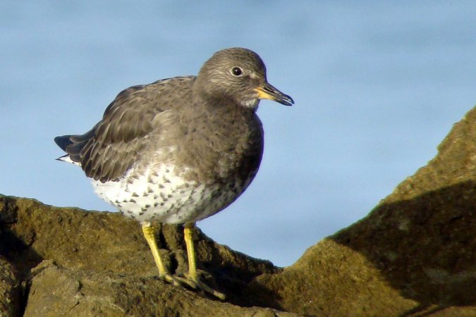 Photo (10): Surfbird