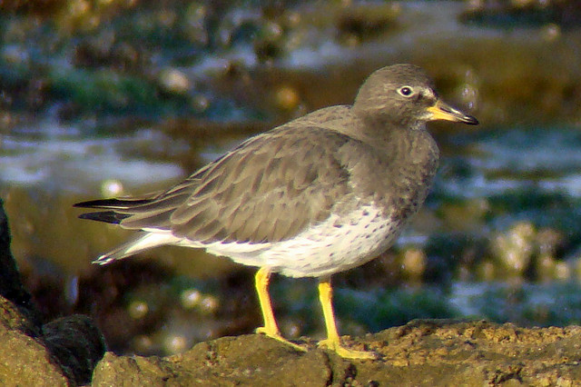 Photo (15): Surfbird