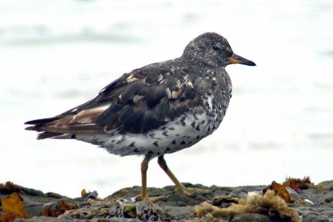 Photo (5): Surfbird