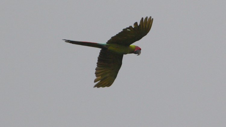 Photo (2): Great Green Macaw