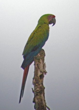 Photo (3): Great Green Macaw