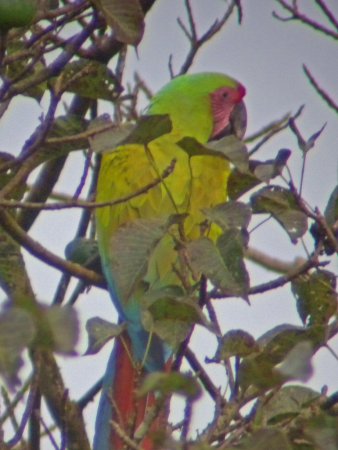 Photo (4): Great Green Macaw