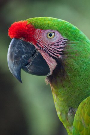 Photo (1): Great Green Macaw