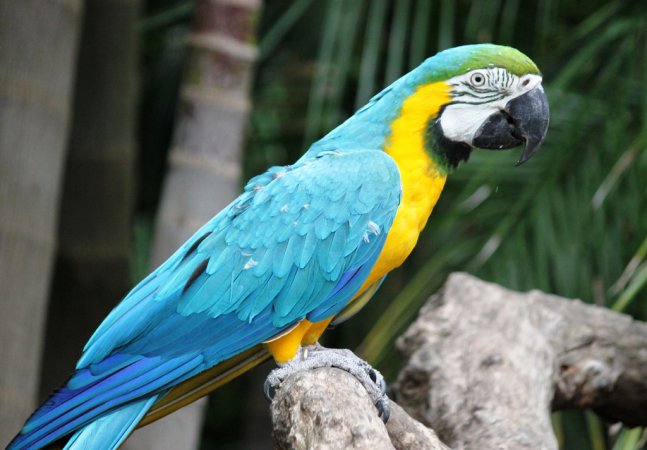 Photo (2): Blue-and-yellow Macaw