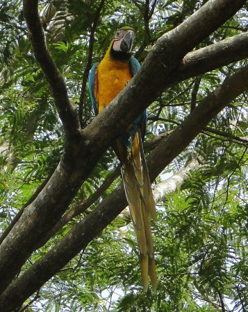 Photo (6): Blue-and-yellow Macaw