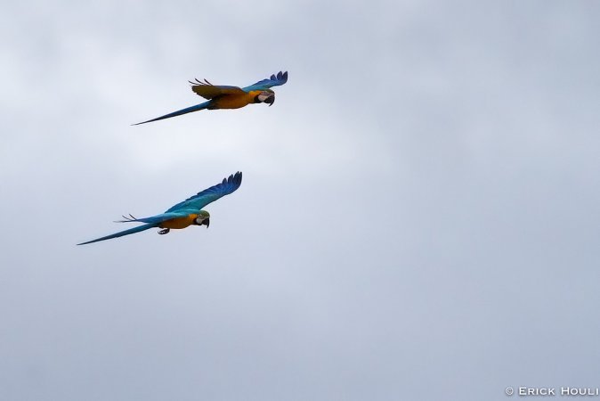 Photo (9): Blue-and-yellow Macaw
